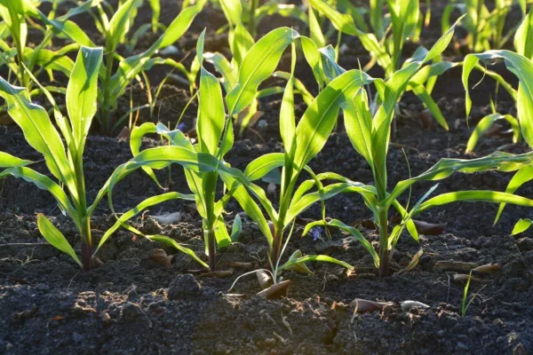 Halvetic — jak rozrobić herbicyd?